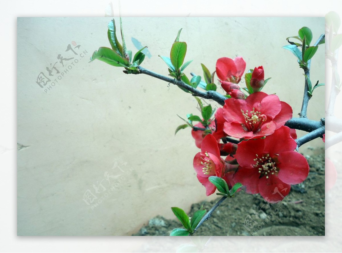 大红海棠花图片