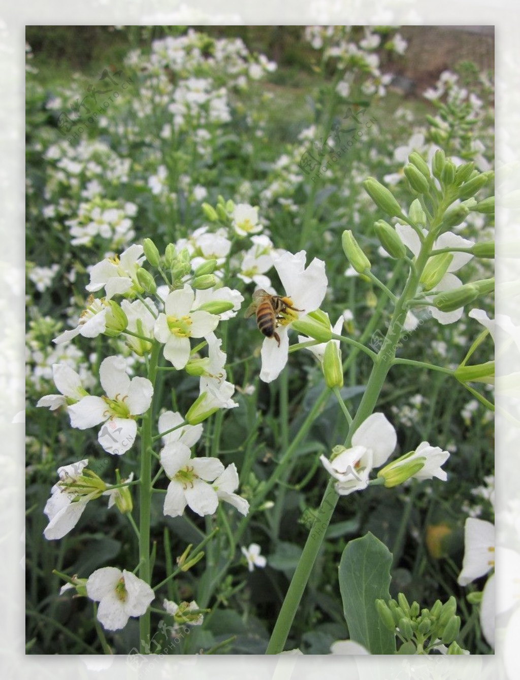 芥兰花蜜蜂图片