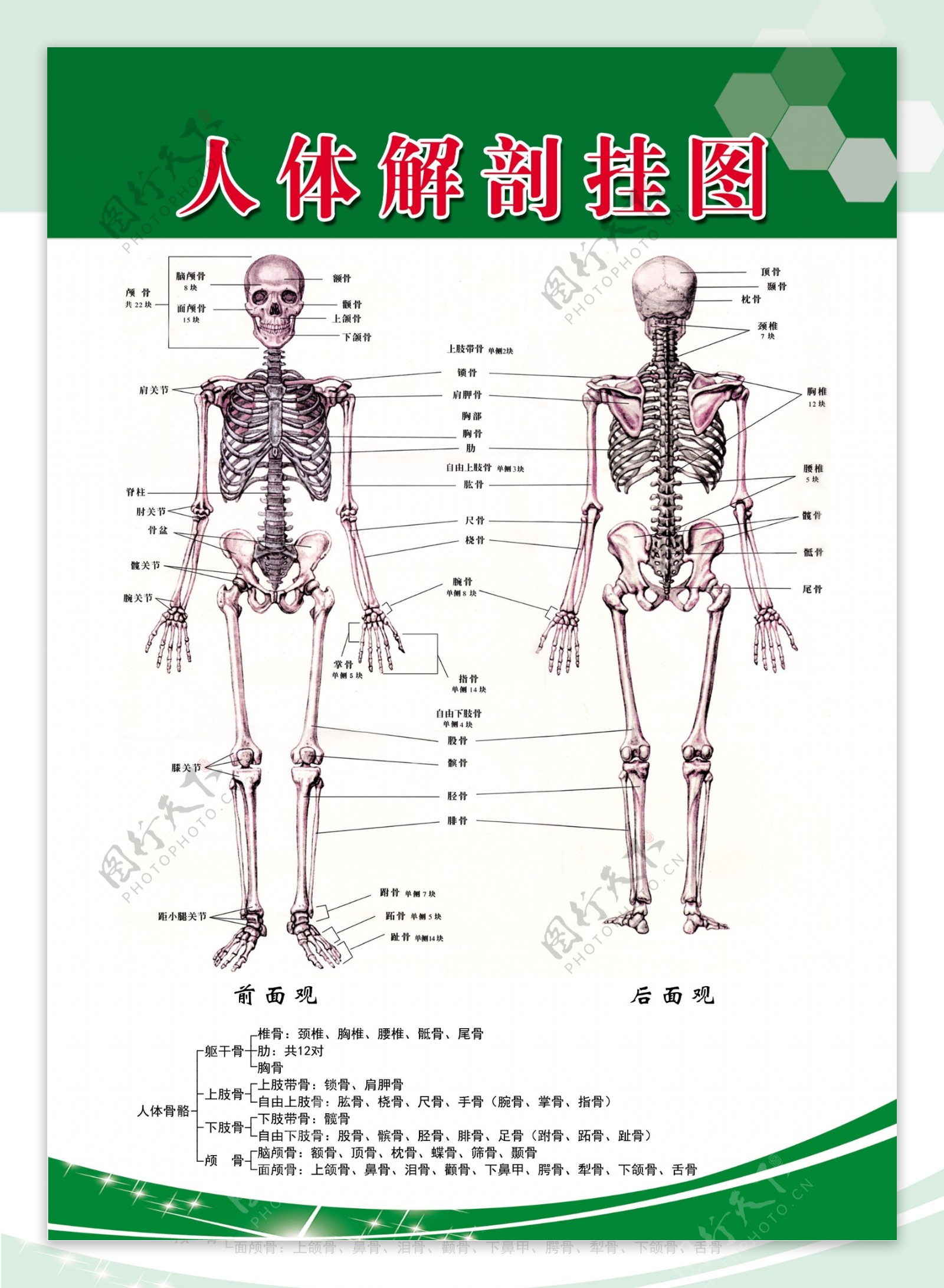 人体骨骼人体结构图片