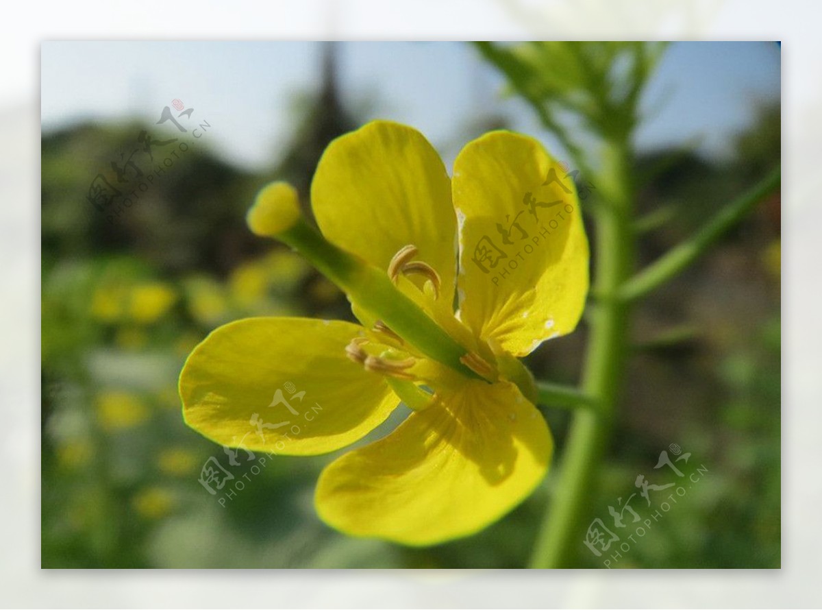 油菜花高清背景图图片