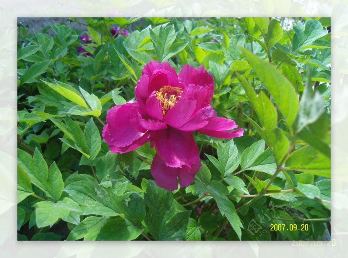 紫芍药花图片