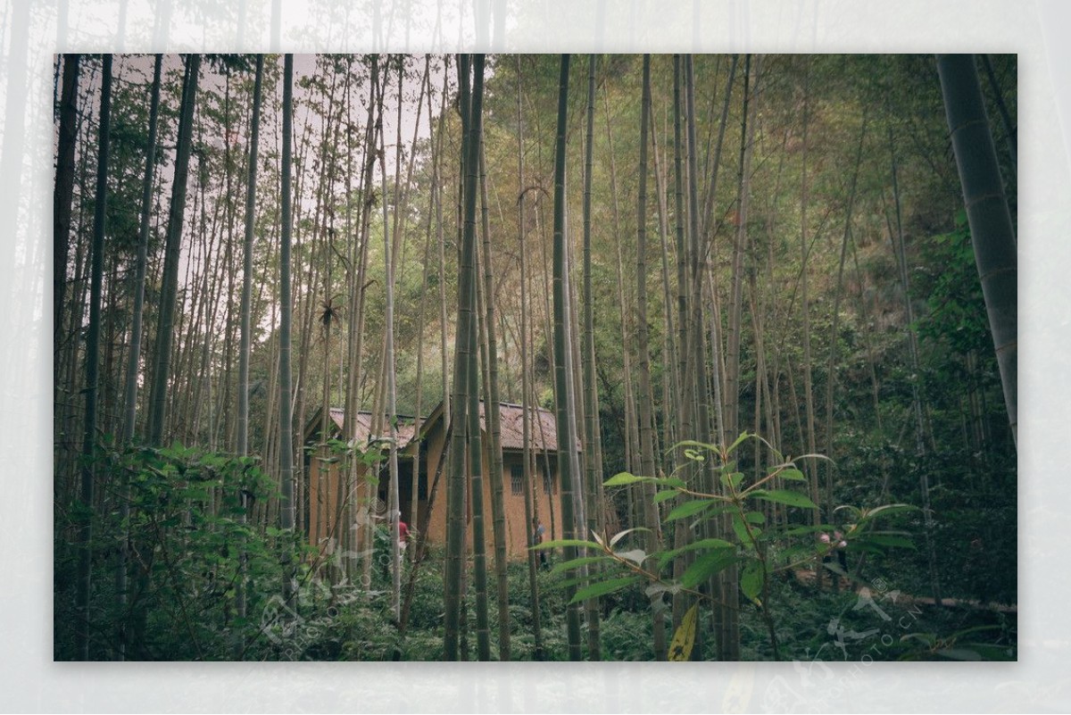 竹林小屋图片