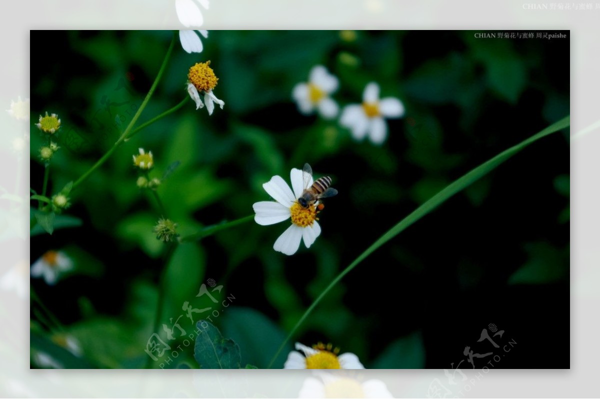 野菊花与蜜蜂图片