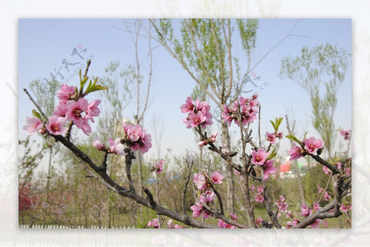 桃花图片