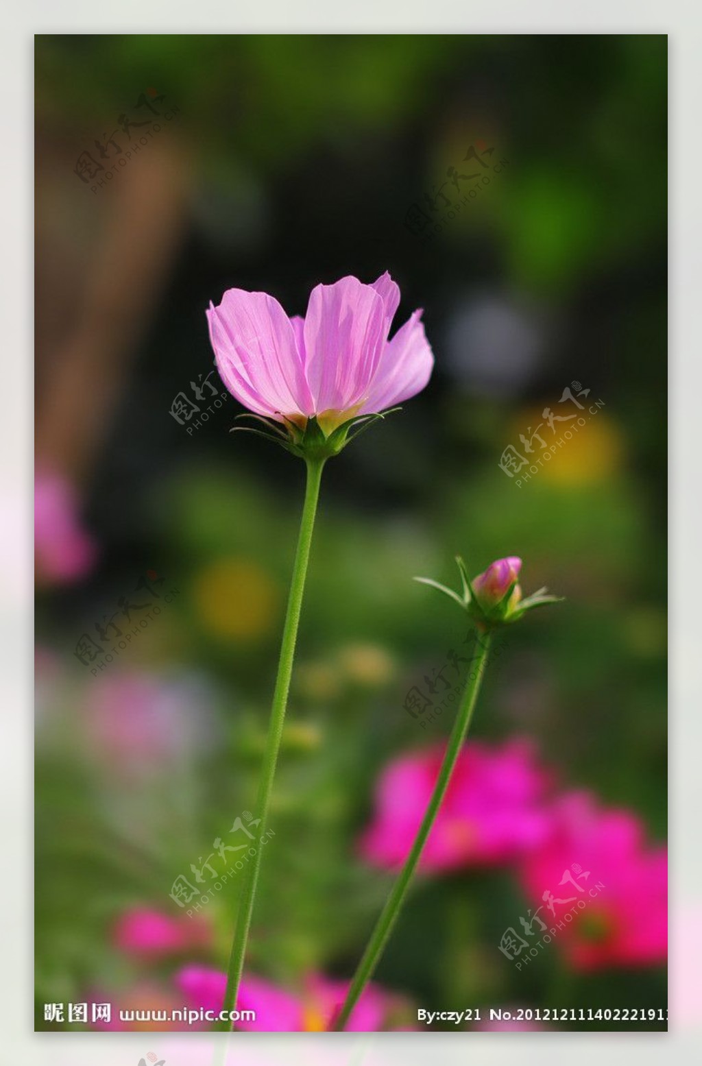 侧光中的野菊花图片