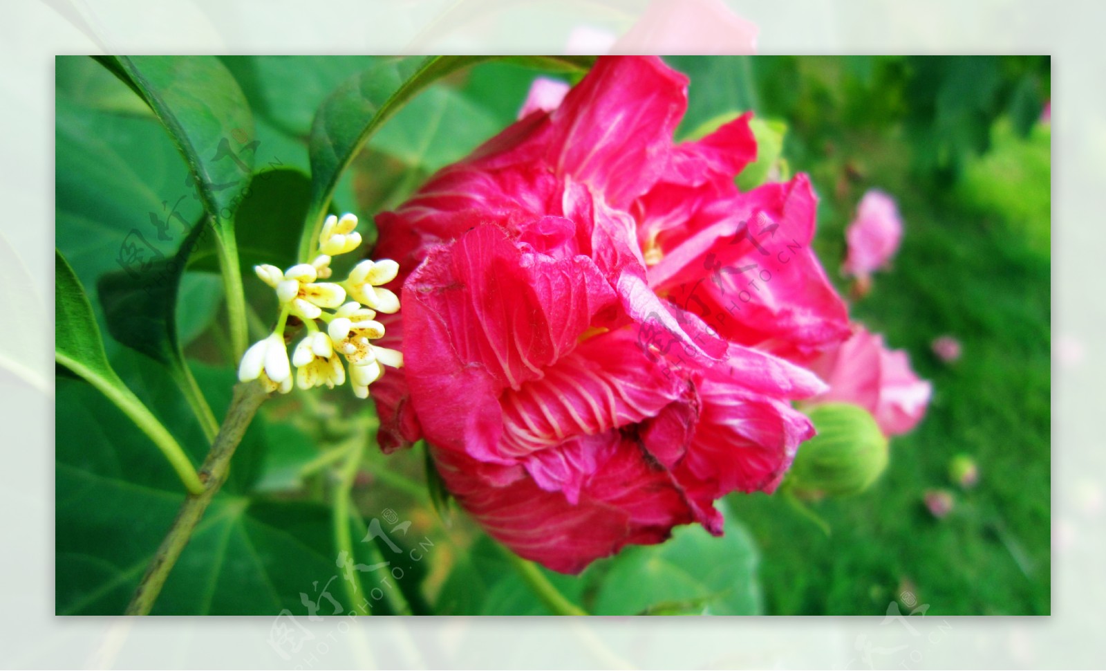 芙蓉花与桂花图片