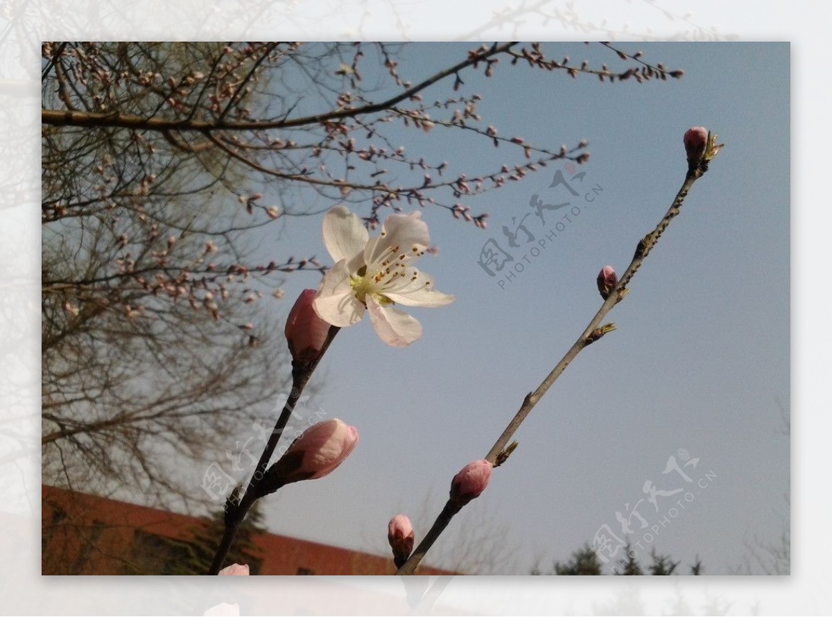 桃花花朵春天绿草小图片
