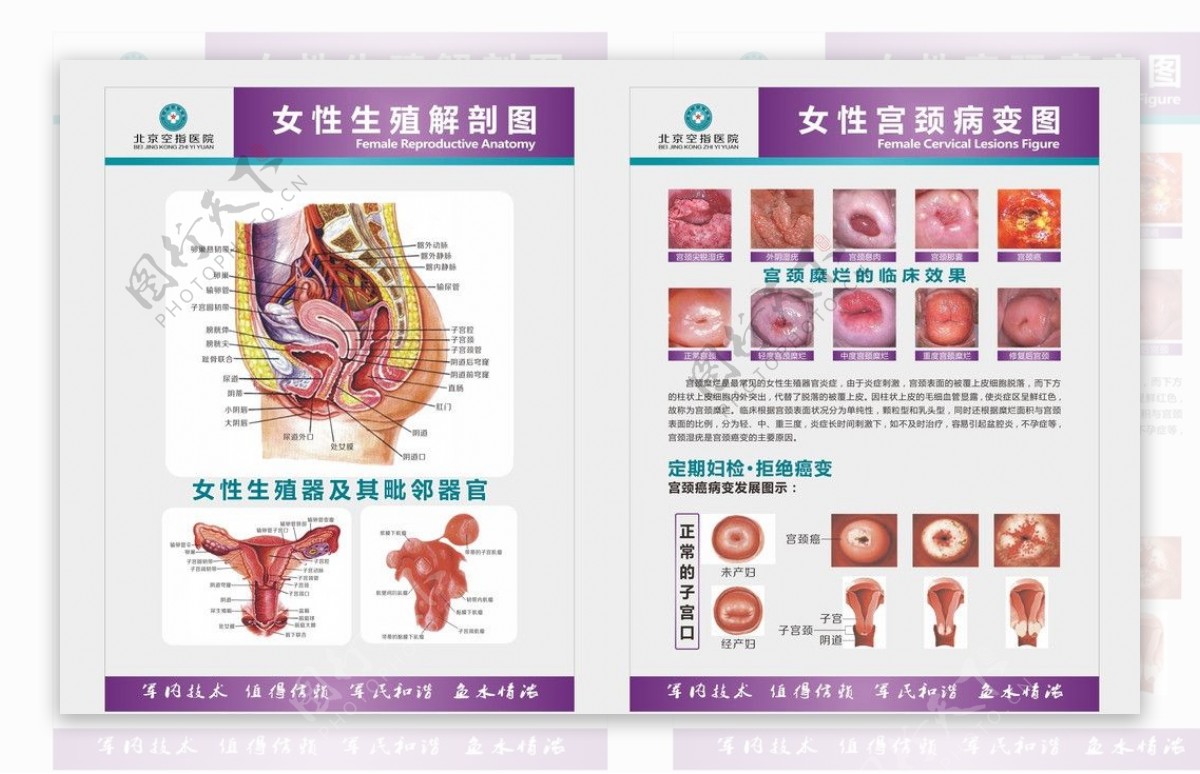 女性生殖系统解剖及生理_平台