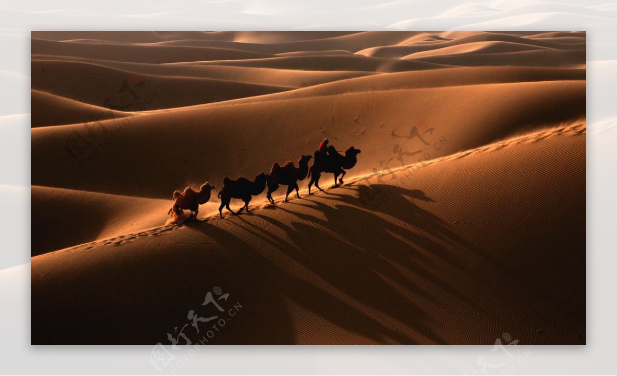 沙漠驼影图片