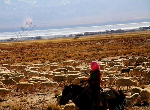 西藏草原牧人羊群图片