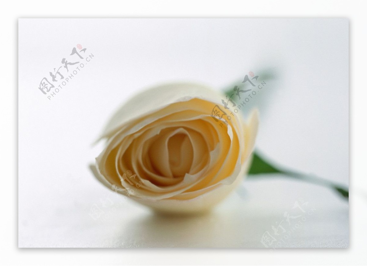 玫瑰白玫瑰图片