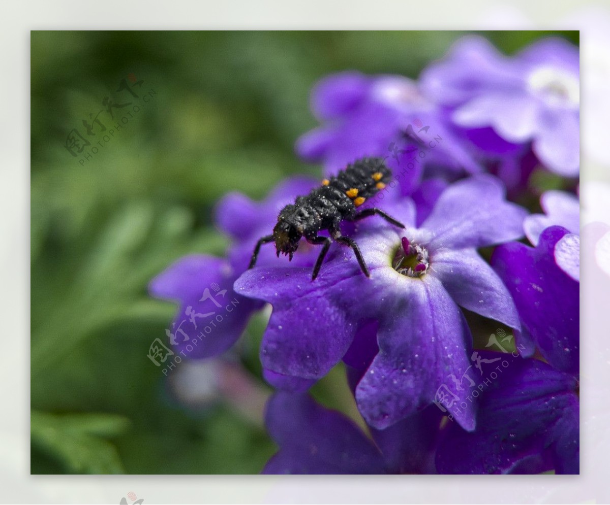 昆虫与紫花图片