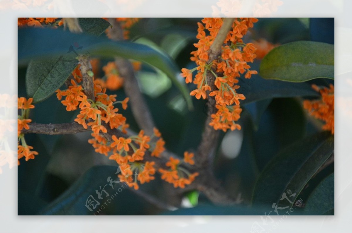 桂花图片