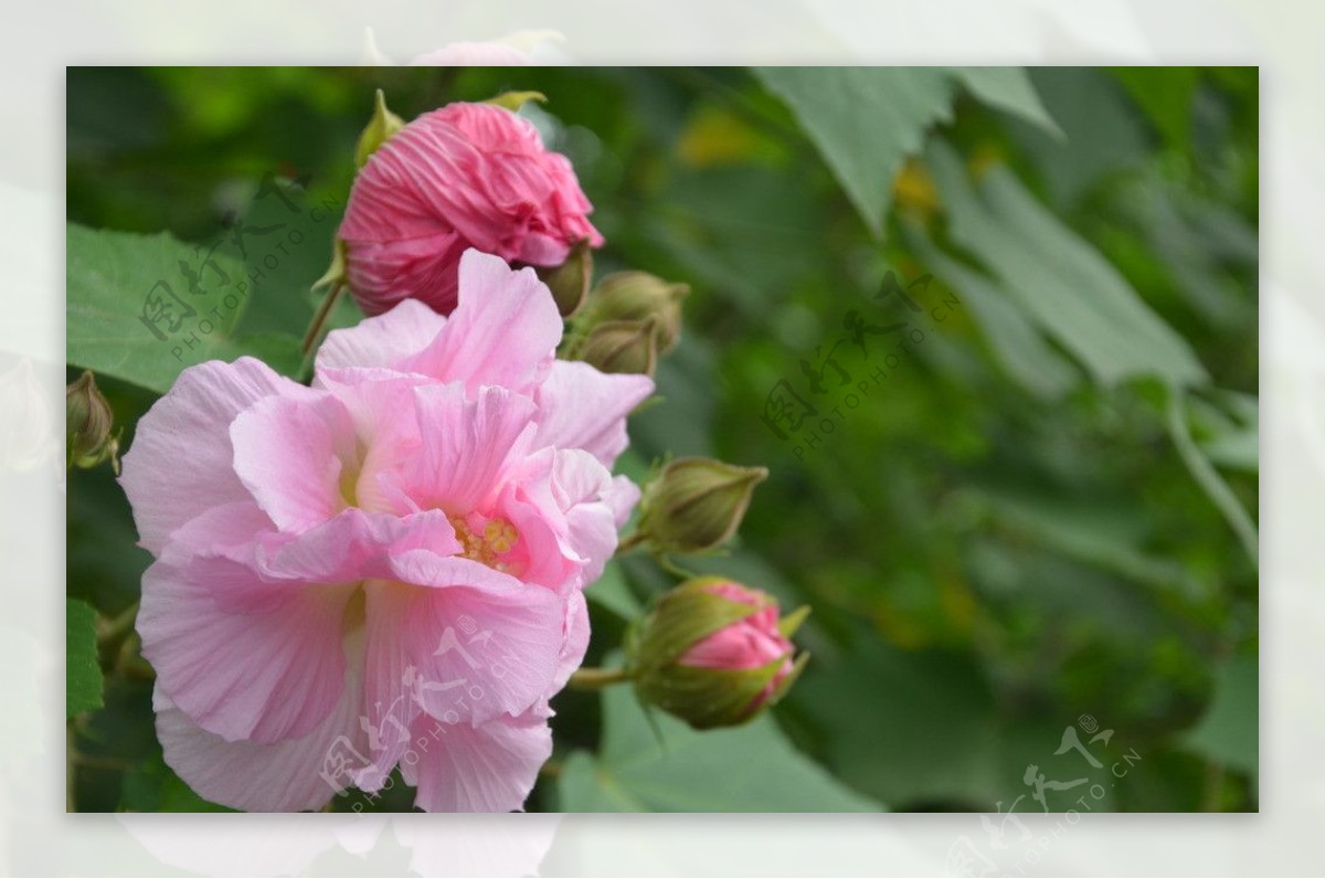 木芙蓉图片