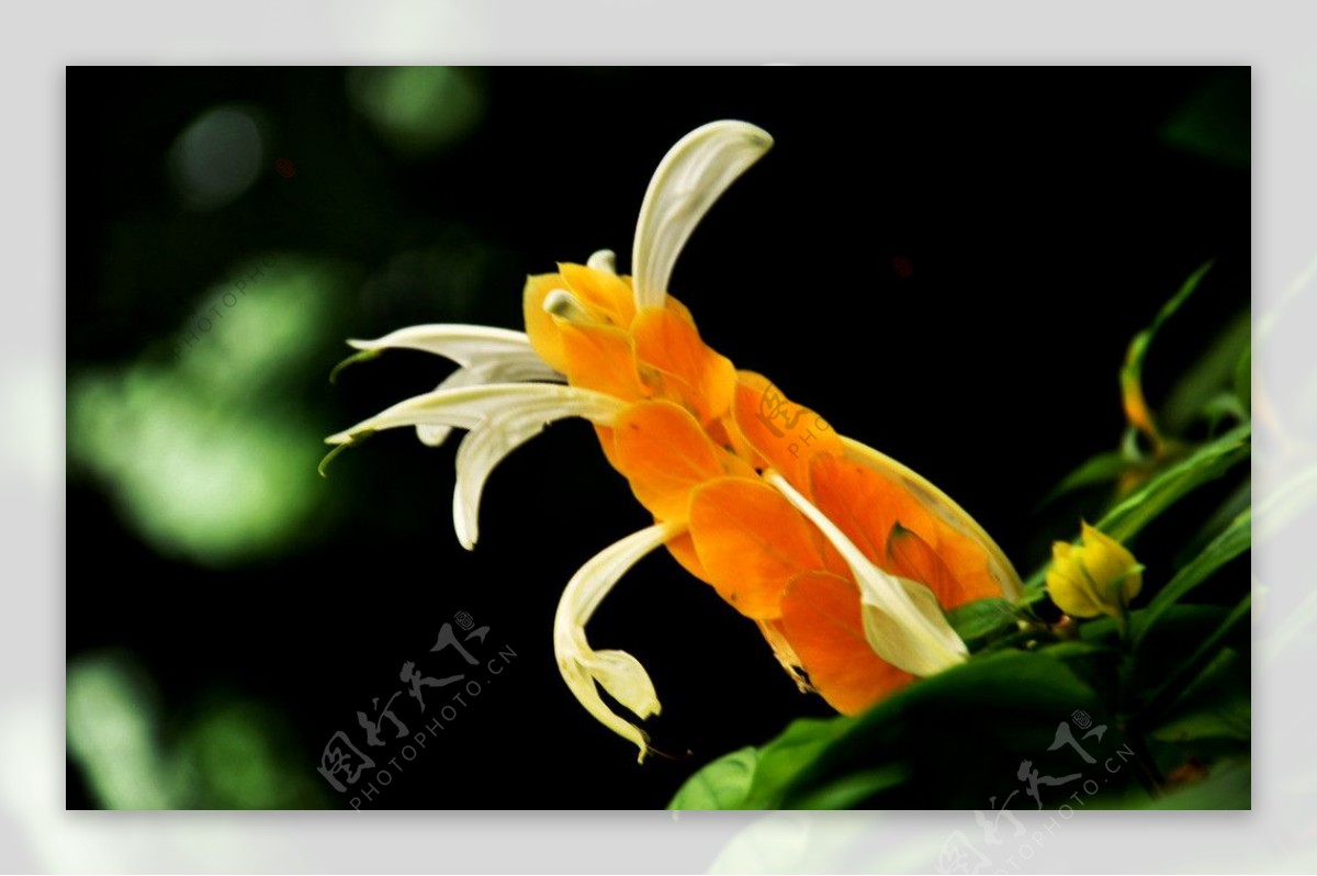 金苞花黄虾花图片