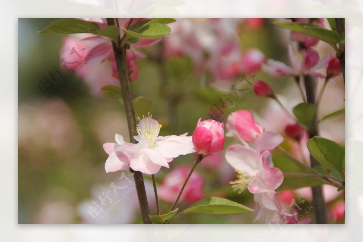 桃花图片