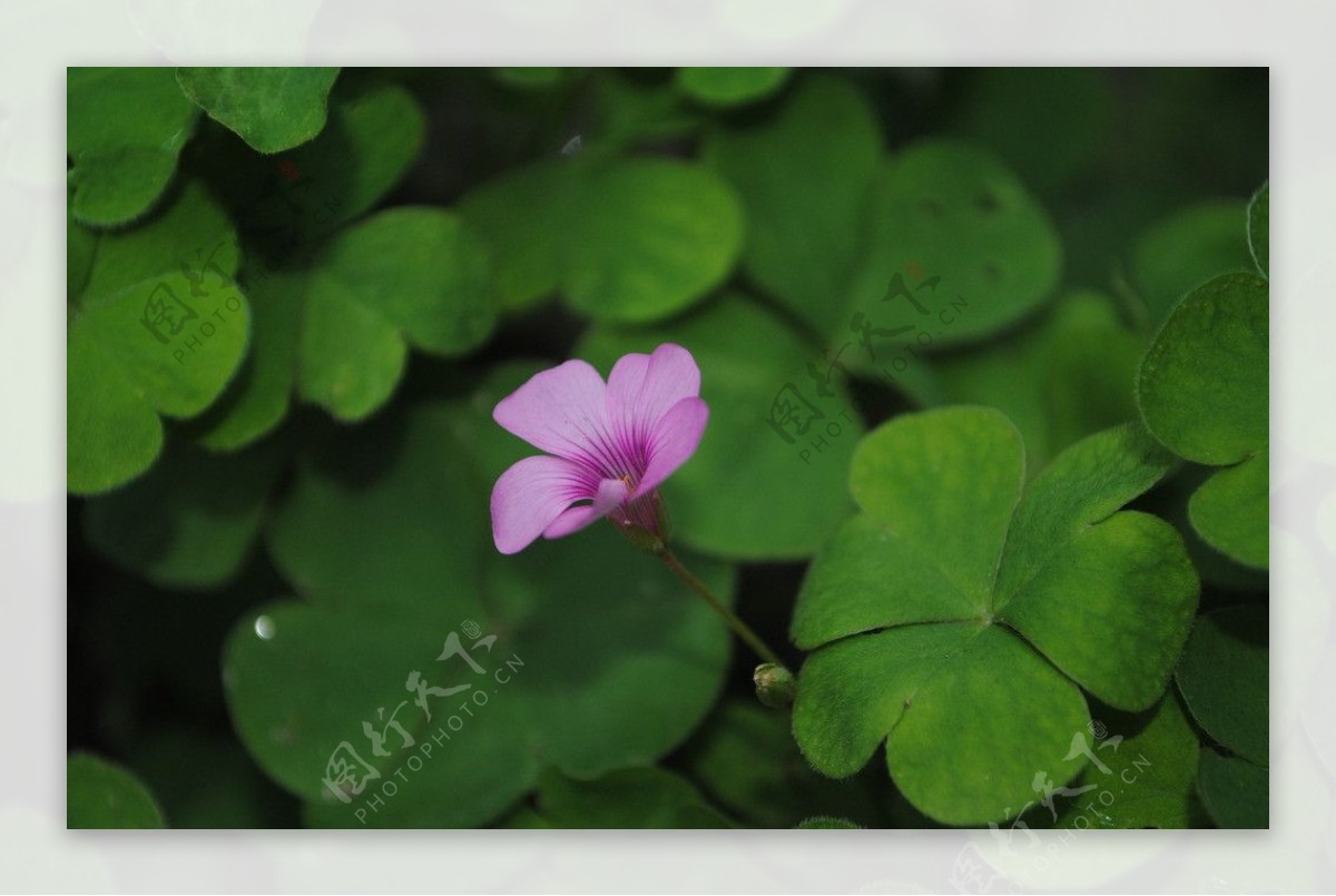 草花图片