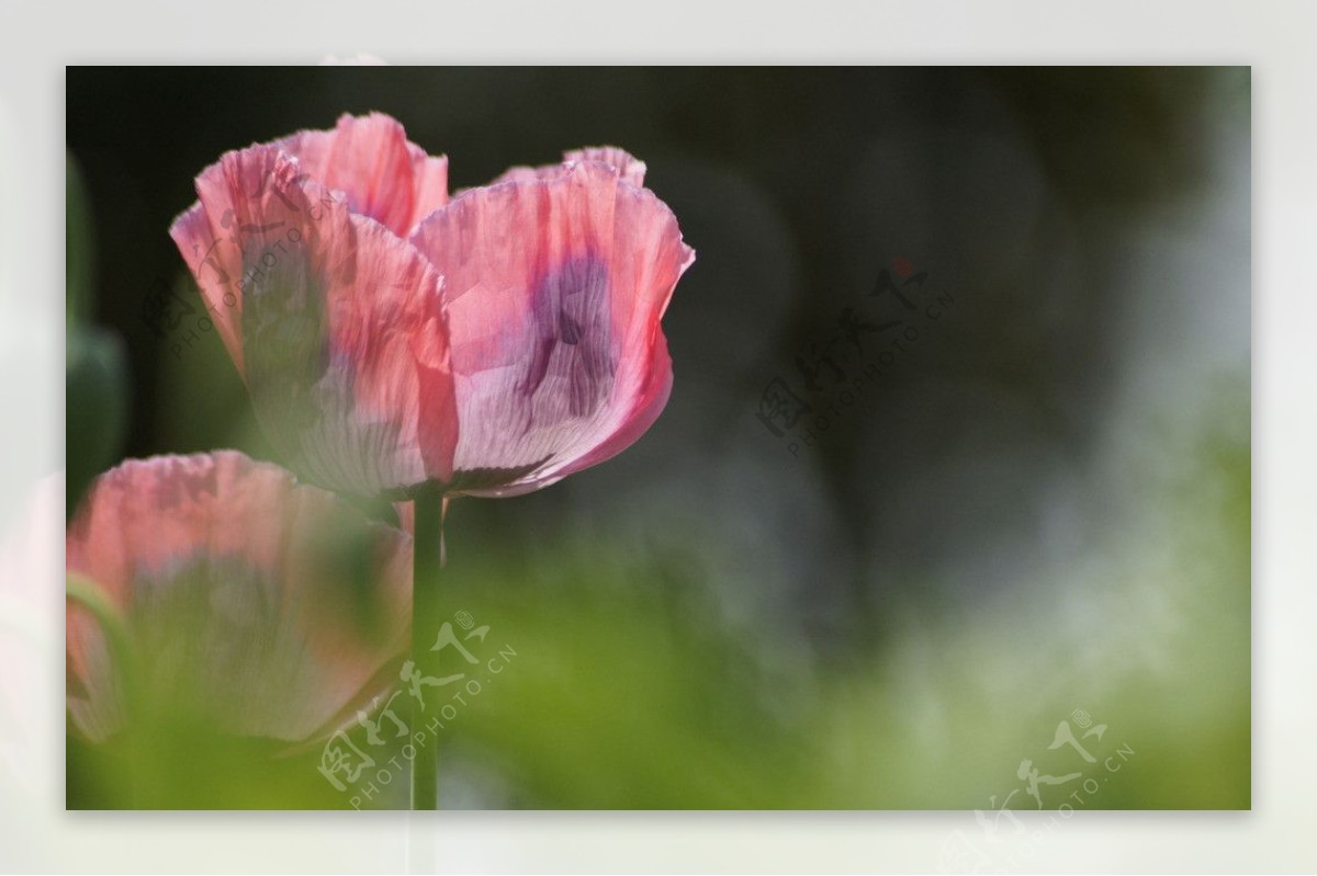 粉红罂粟花图片