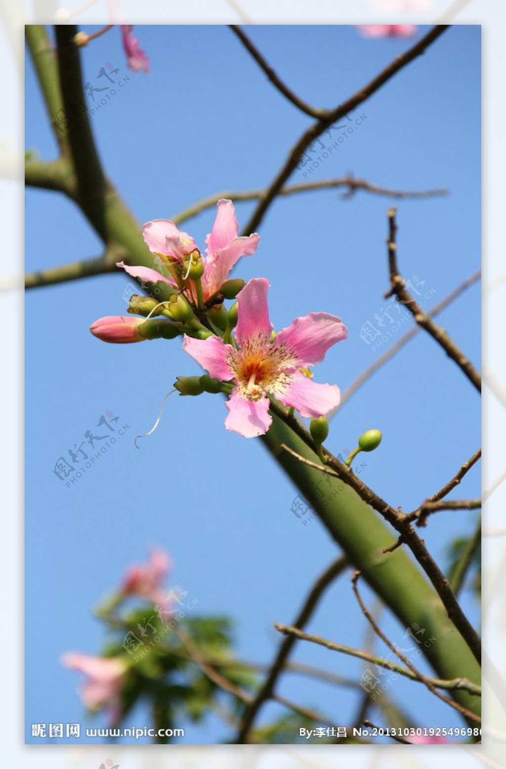 木棉花图片