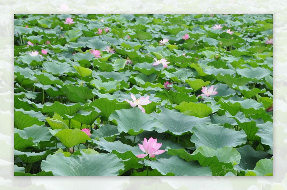 颐和园中荷花池图片