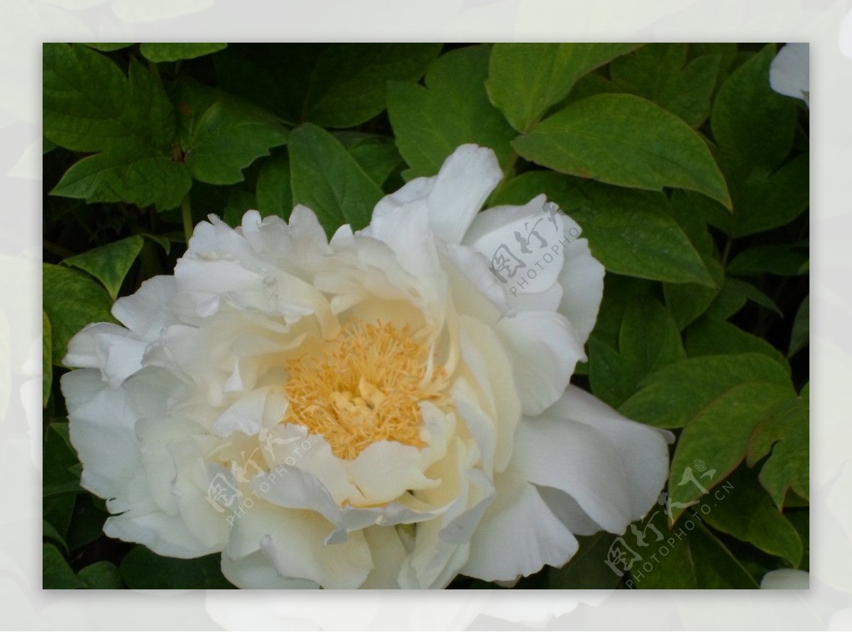洛阳国花园白牡丹图片