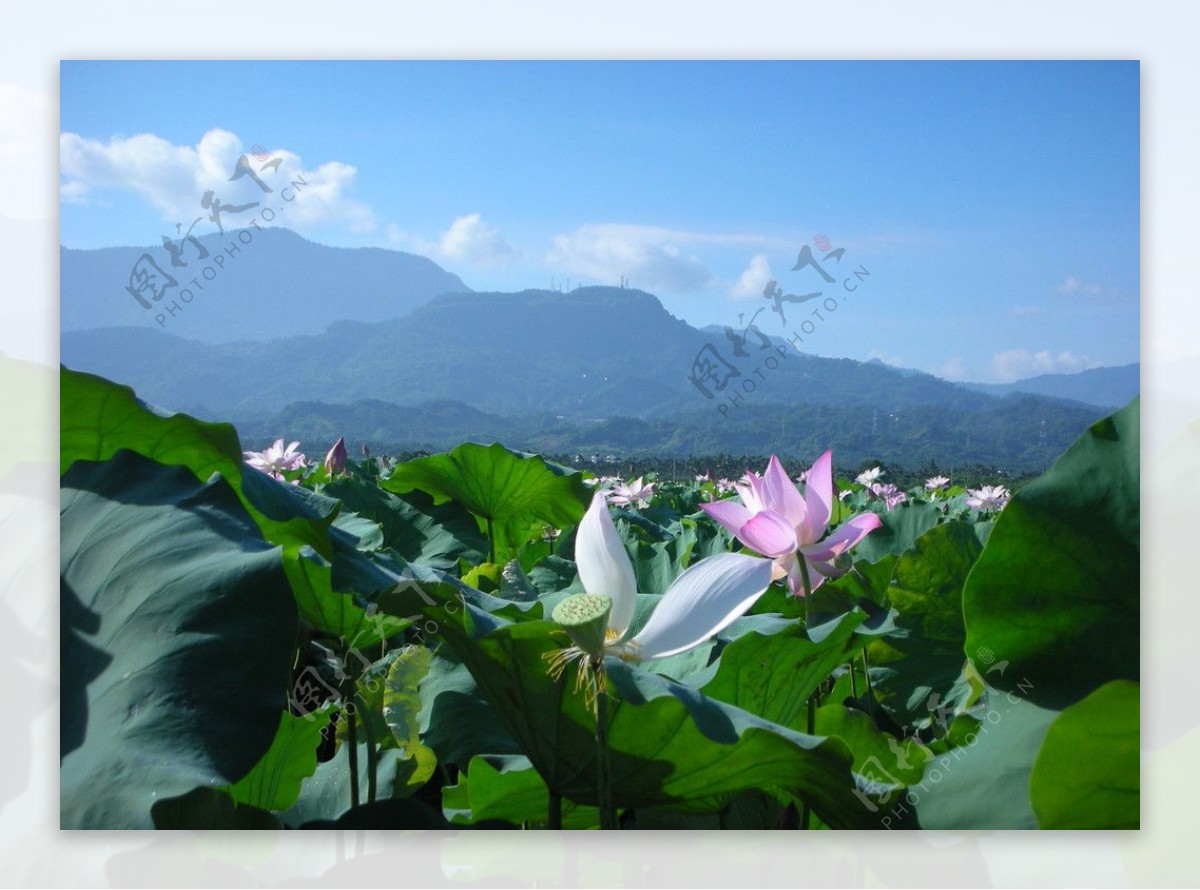 六月荷開夏雲奇峰图片