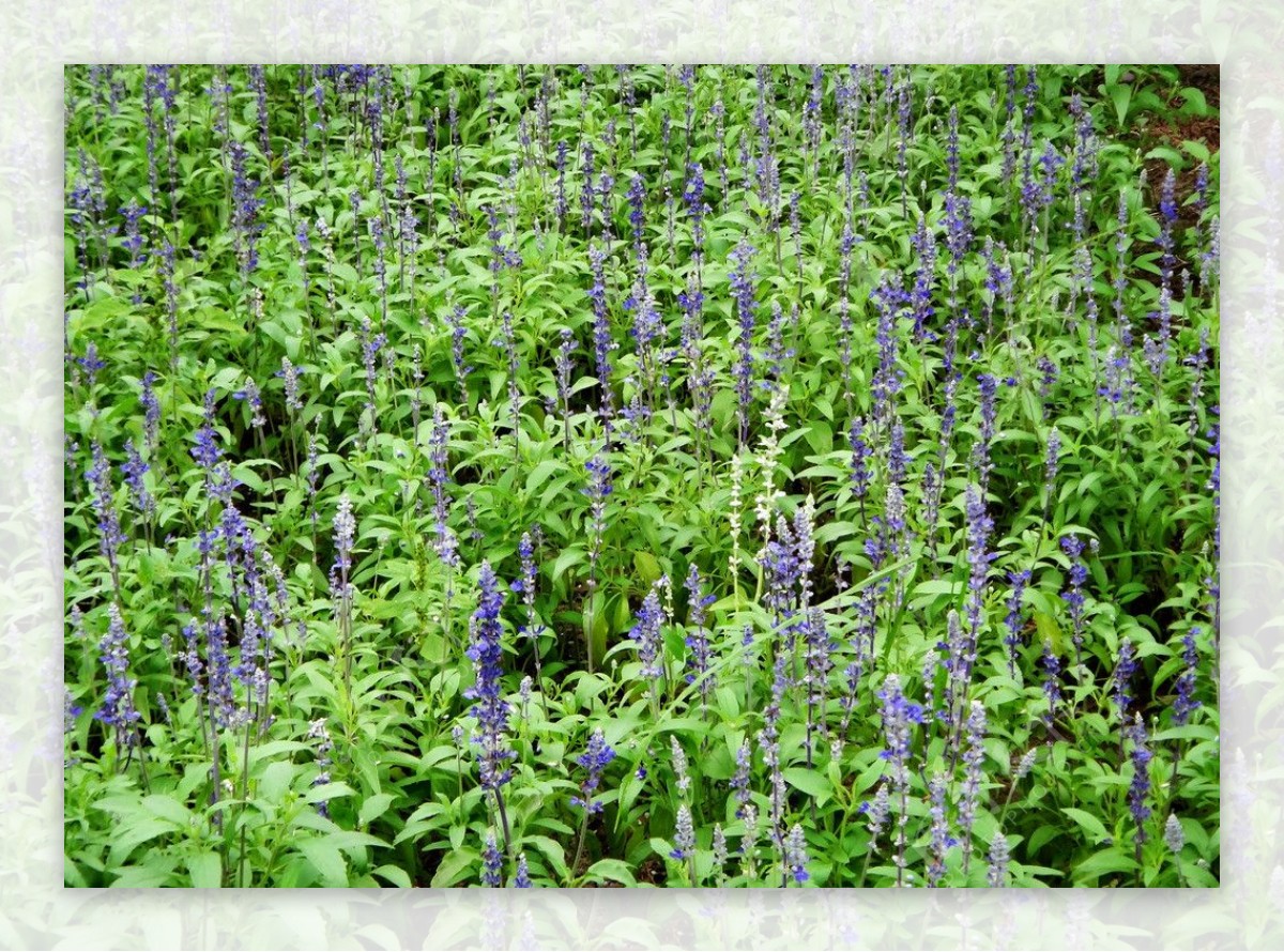 蓝花鼠尾草地图片