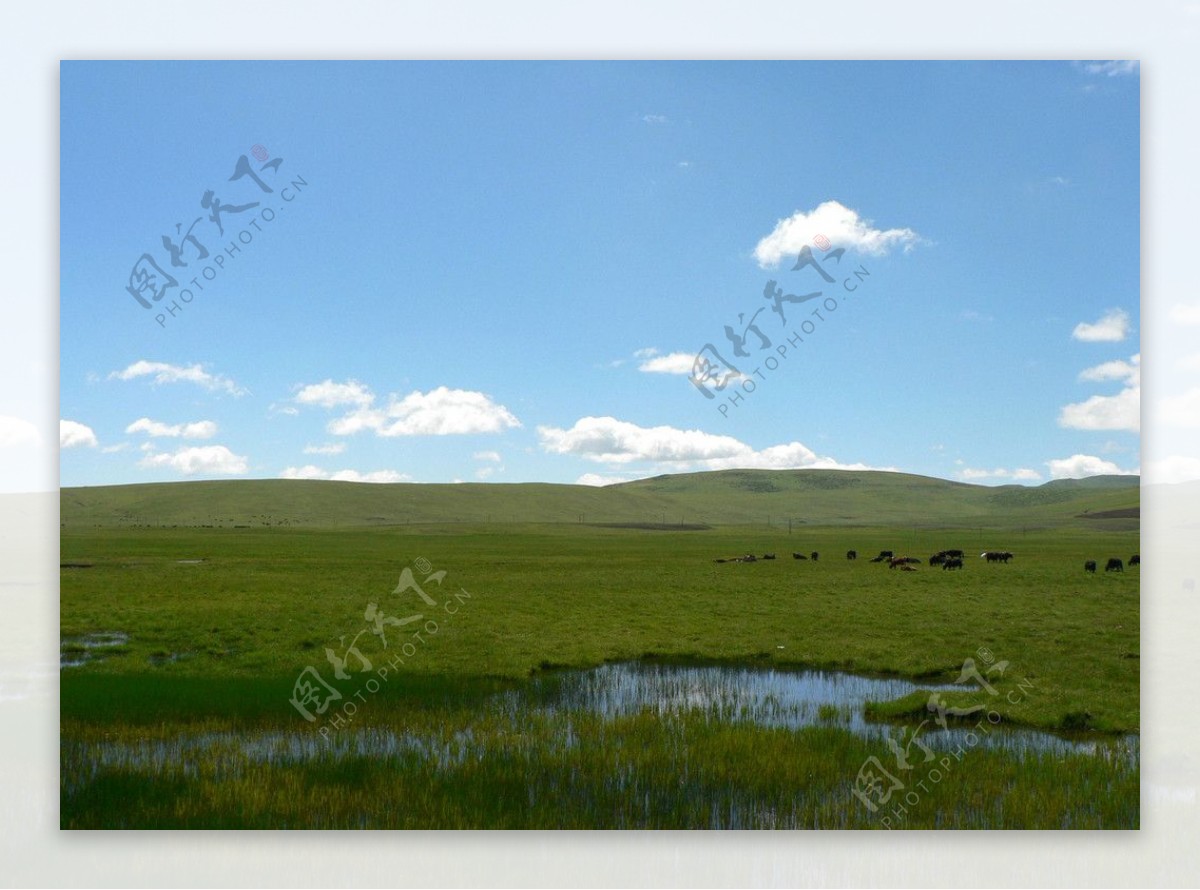 狼渡湿地草原图片