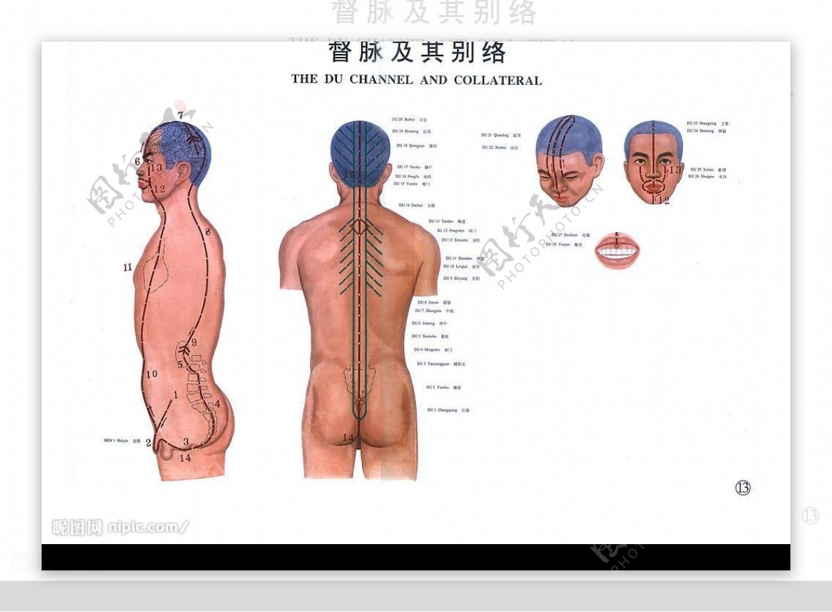 中医经络图全套督脉图片