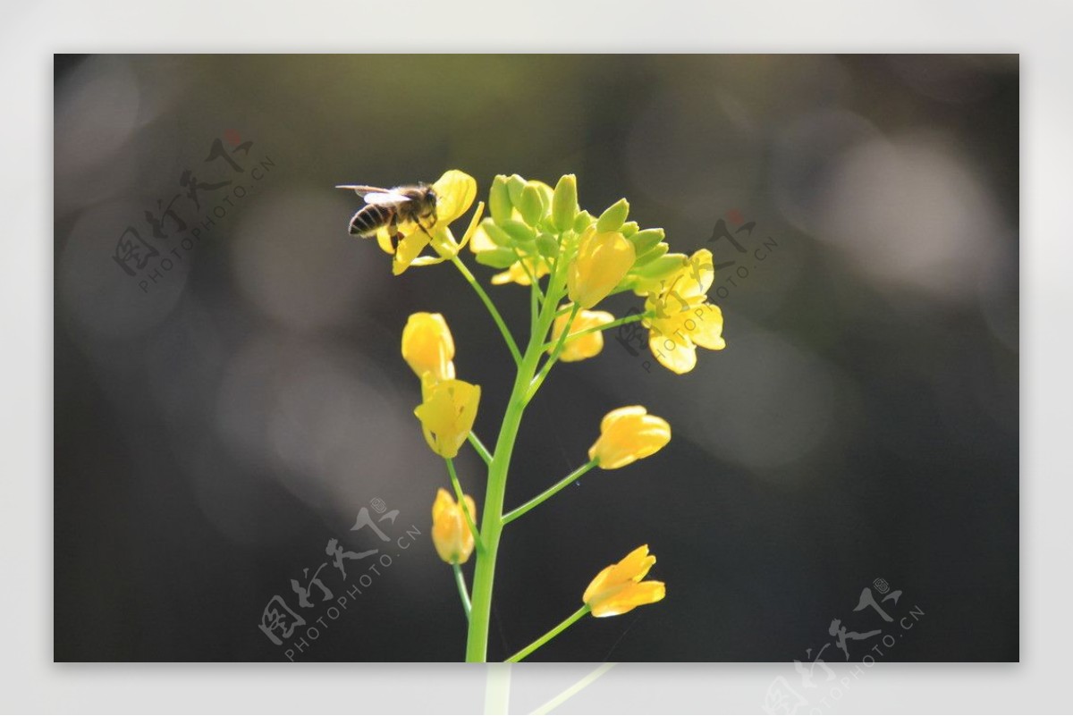 油菜花蜜蜂图片
