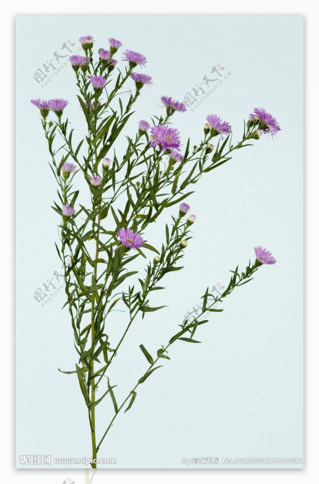 菊花紫色野菊花图片