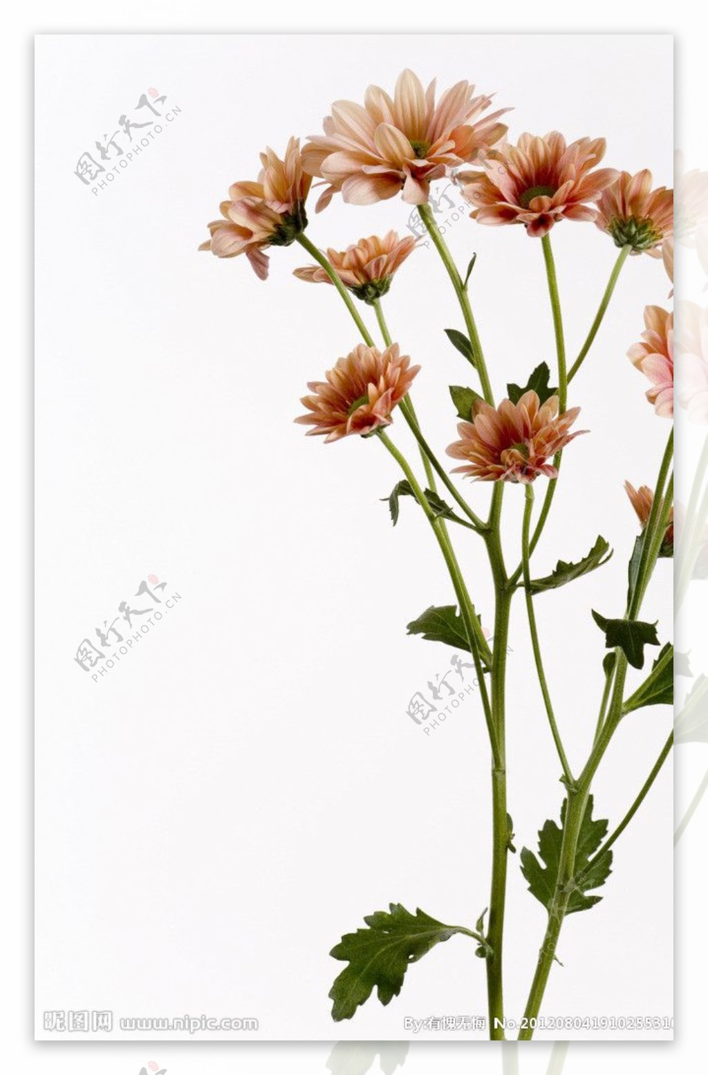 菊花鲜花背景图片