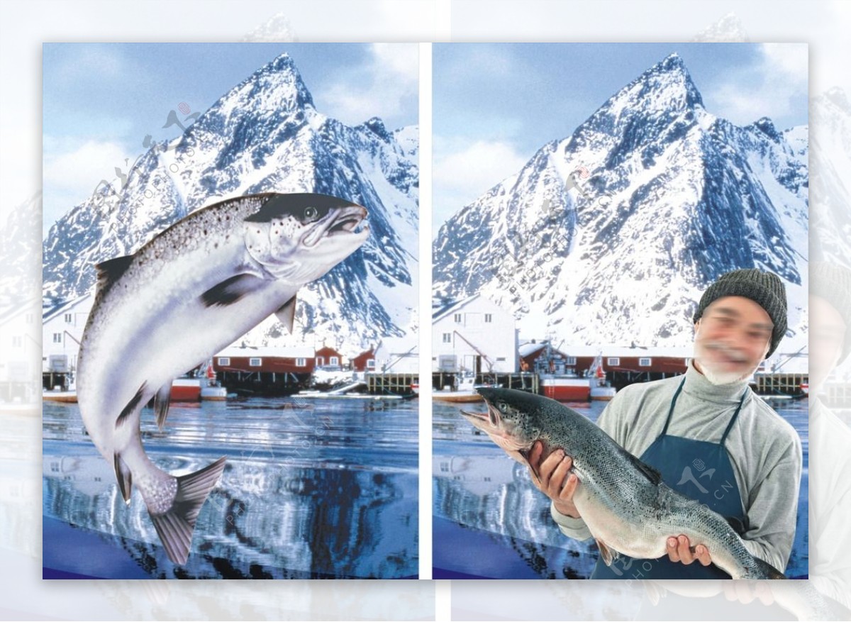 挪威三文鱼/Norwegian Salmon_岩寒定格-站酷ZCOOL