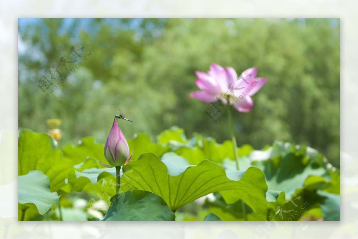 早有蜻蜓立上头图片