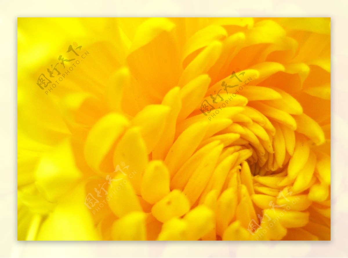 微距黄色菊花图片