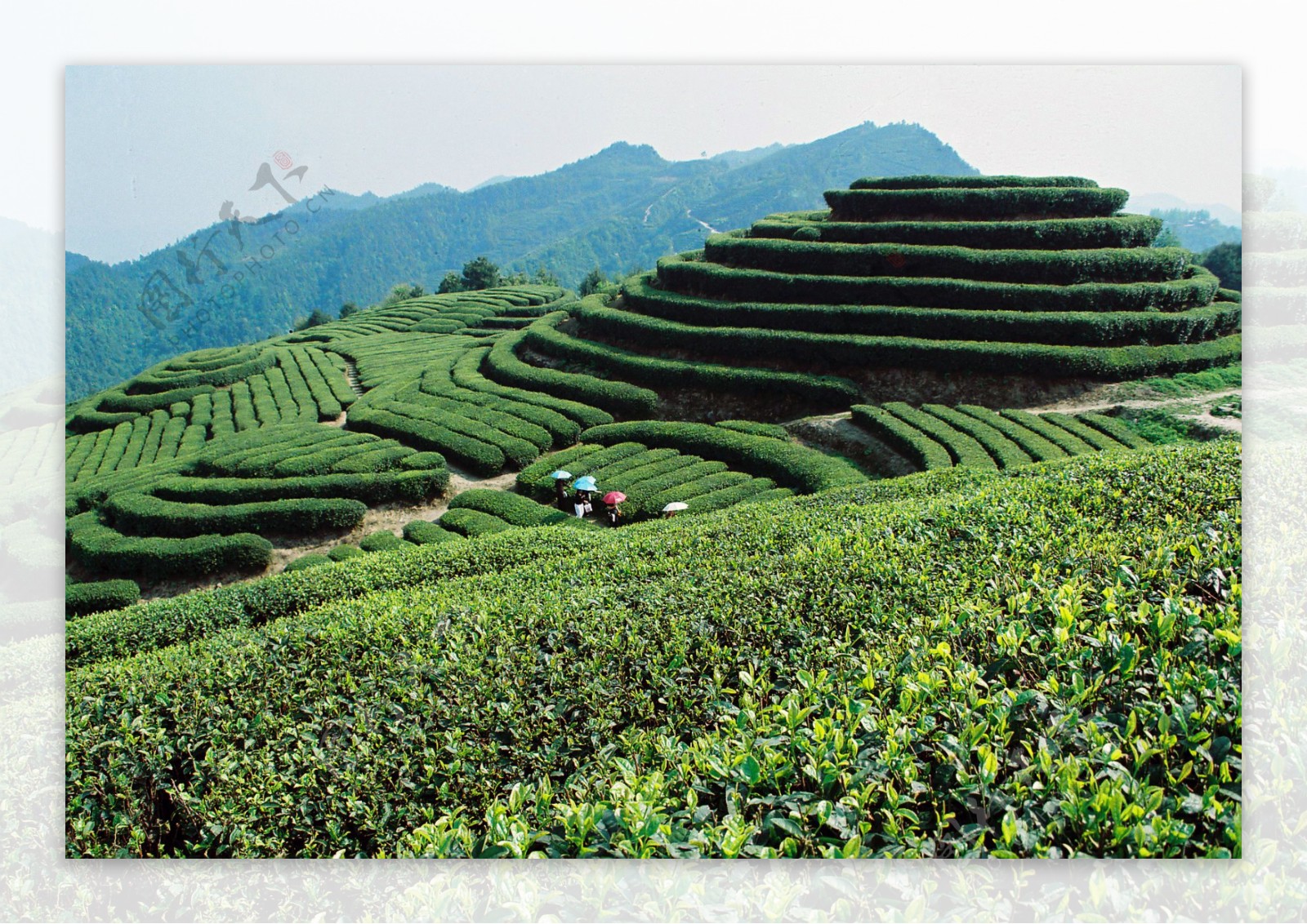 茶山风景图片