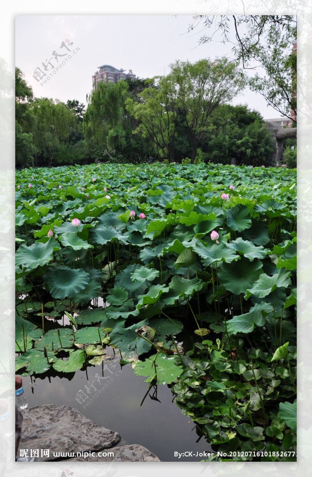 荷花池一角图片