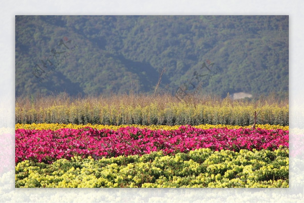 玛琪雅朵花海图片