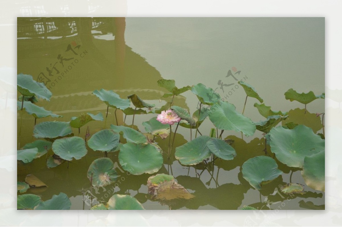 池里的莲花图片