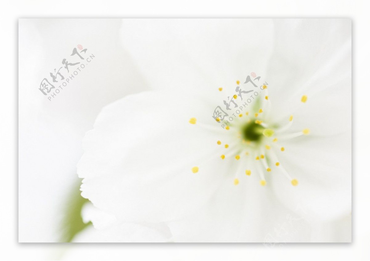 清新自然白色花朵图片