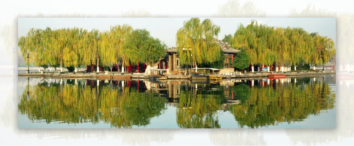 大明湖河畔柳树倒影图片