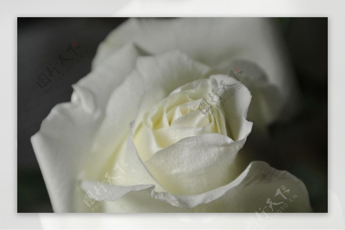 单朵白玫瑰微距图片