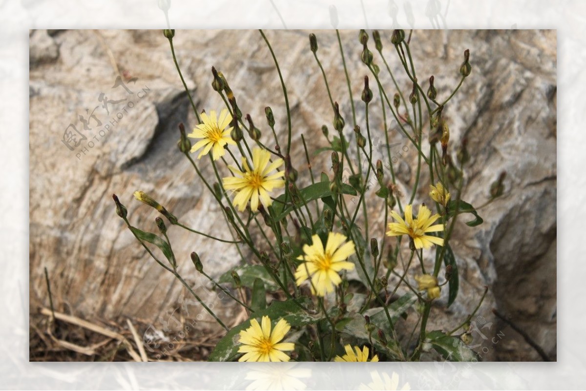 黄色野菊花丛图片