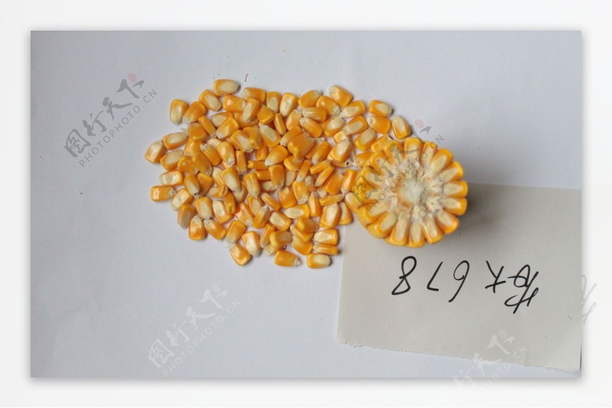玉米种子图片素材-编号40231224-图行天下