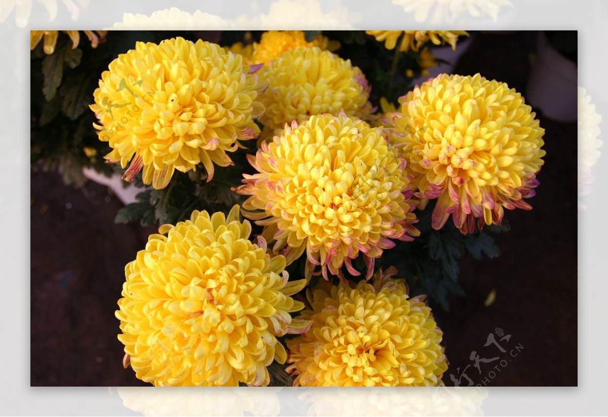 五朵金花菊花图片