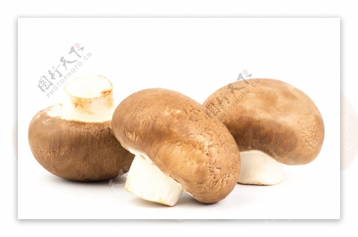 唯美蘑菇图片