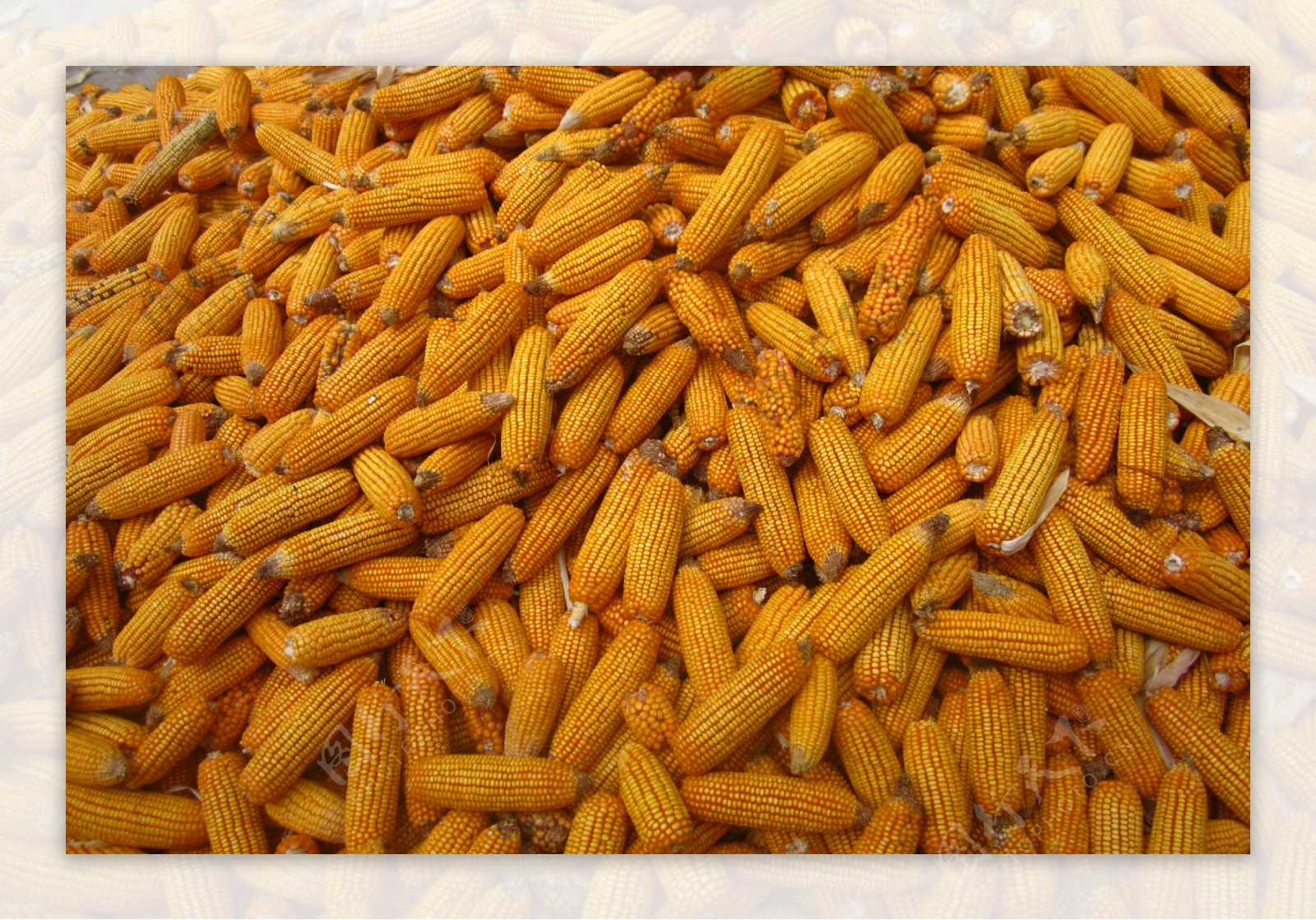 玉米堆图片