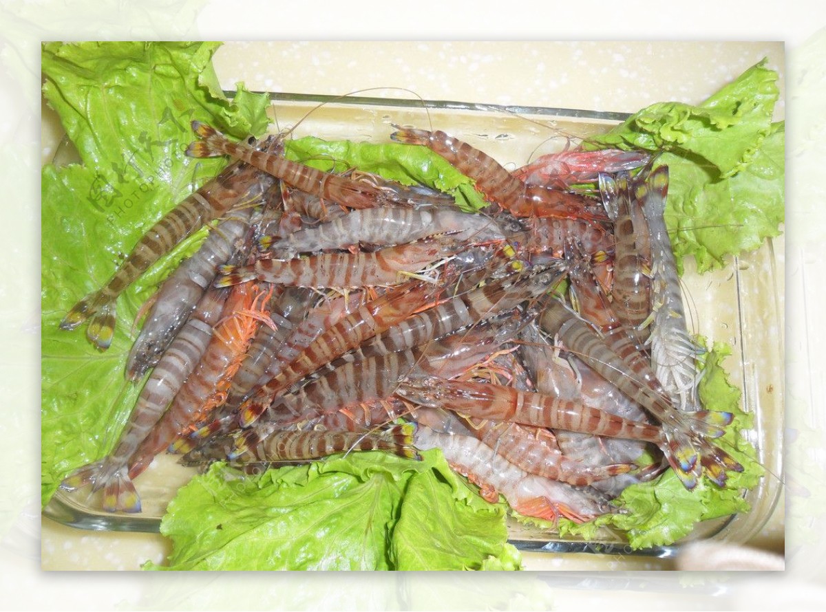 基尾虾图片