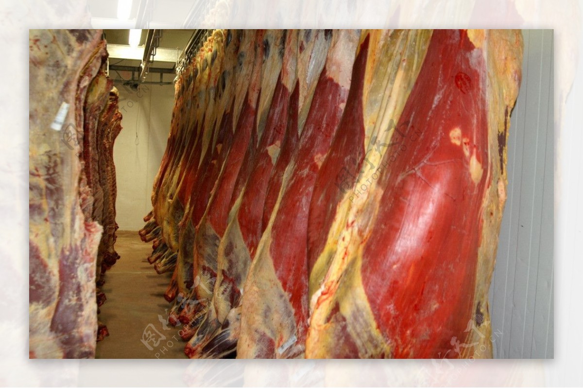 高清牛肉排酸工序图片