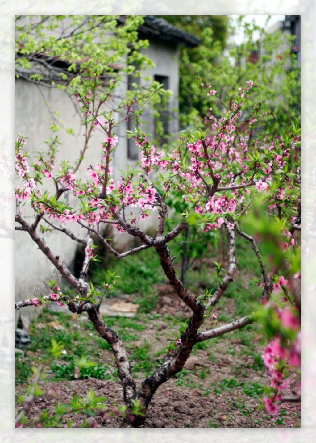 南汇桃花村图片